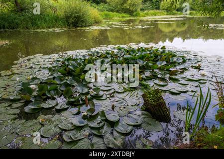 Lilien in Blüten, die im Sommer auf der Oberfläche eines großen Teichs in der englischen Landschaft schwimmen. Stockfoto