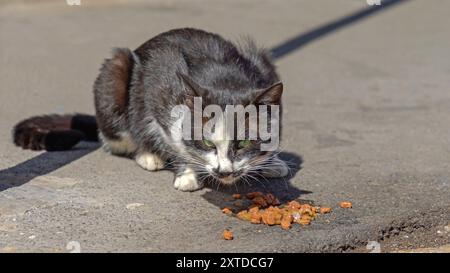 Schwarze und weiße streunende Katze isst feuchtes Granulat mit Soße in der Straße Stockfoto
