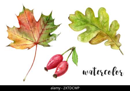 Wunderschöne Aquarellkollektion mit Herbstblättern und verschiedenen Pflanzenwerken Stockfoto