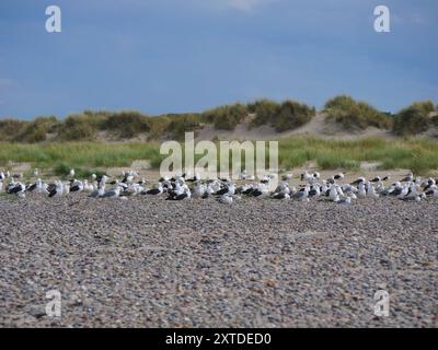 Möwen am Strand in Skagen, Grenen cape. Stockfoto