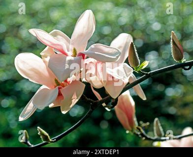 Die Yulan-Magnolie ist ein mehrstämmiger, bis 20 m hoher Baum. Die großen weißen Blueten bestehen aus mehreren weißen bis rosafarbenen Tepalen und zahlreichen gruenlich-weißen Stempeln. Die Blueten werden seit altersgegessen, die Rinde als Medizin verwendet. Yulan-Magnolie, Magnolia denudata waechst als mehrstäemmiger, bis 20 m hoher Zierbaum in Ost- und Suedchina. Vor der Laubentfaltung erscheinen sehr frueh im Jahr die großen weißen Blueten. Die Yulan-Magnolie ist ein Elternteil der heute weit verbreite *** die Yulan-Magnolie ist ein mehrstieliger, bis zu 20 m hoher Baum mit großen weißen Blüten Stockfoto