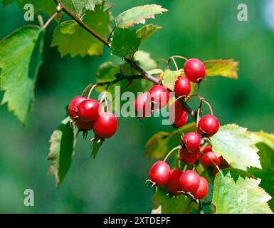 Die Mehlbeere Sorbus Arie, ein heimischer Laubbaum, war 2024 zum Baum des Jahres gewaehlt. Der Name erinnert daran, dass die reifen getrockneten Beeren frueher dem Brotmehl beigemischt wurden. Mehr als 18 einheimische Vogelarten naschen in Herbst und Winter von den roten Beeren. Heute wird die echte Mehlbeere als Zierbaum in Parks, Gartenanlagen und an Strassen eingesetzt. Mehlbeeren *** Sorbus Aria, ein einheimischer Laubbaum, wurde 2024 zum Baum des Jahres gewählt der Name erinnert daran, dass die Reifen, getrockneten Beeren früher mehr als 18 einheimische Vogelarten zu Brotmehl hinzugefügt wurden Stockfoto