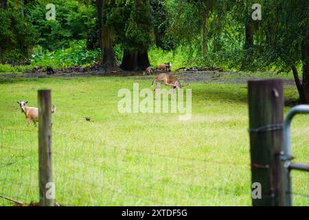 Reh im Feld Stockfoto