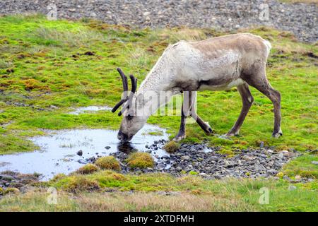 Norwegisches Rentier (Rangifer tandurus), das im 18. Jahrhundert zu Versuchszwecken nach Island eingeführt wurde. Foto aus Papafjordur, Süd-Island in Stockfoto