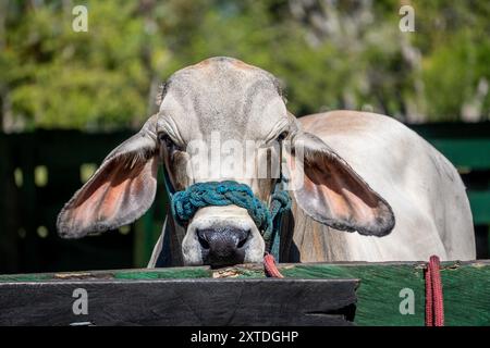 Hermanos Motta PZA Farm. Vieh-Show-Rinder in Panama Stockfoto