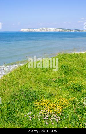 Isle of Wight UK - West Wight Compton Bay Isle of Wight Wildblumen auf der Klippe über Compton Bay Isle of Wight England UK GB Europa Stockfoto