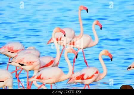 Les Flamants Roses se promenant dans le lac Stockfoto