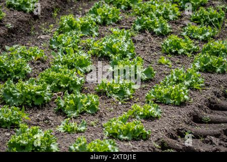 Veggie Farm Cerro Punta, Panama Stockfoto