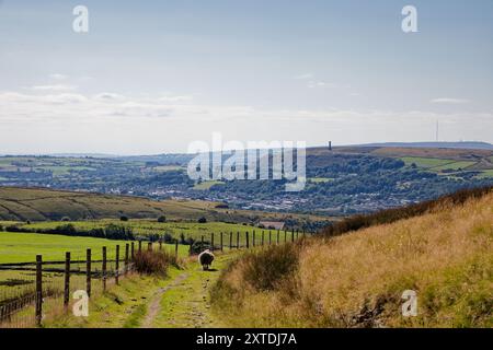 Ein einsames Schaf trabt entlang der Coal Road im Scout Moor in den West Pennines, Rossendale, England. Stockfoto