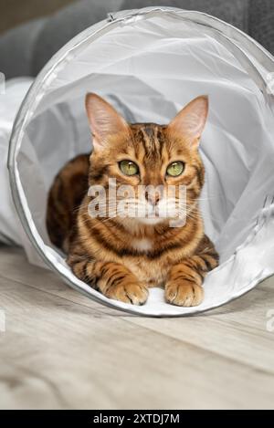 Bengalische Katze in einem Katzentunnel. Katze und Zubehör für die Freizeit der Katze. Stockfoto