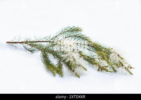Melaleuca alternifolia Stecklinge mit Blume auf weißem Hintergrund Stockfoto