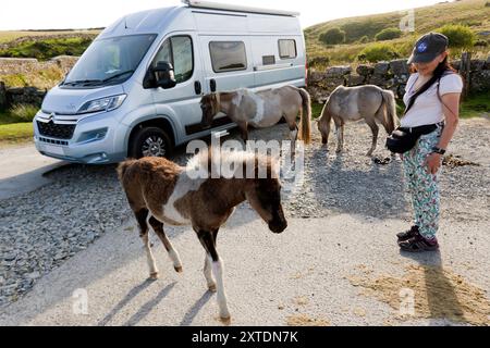 Eine Familie von Dartmoor-Ponys bettelt um Essen in einem Wohnmobil, auf einem kleinen Parkplatz, der zur Smith Hill Farm der B3357, Dartmoor, Devon führt Stockfoto