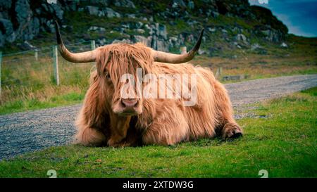 Eine Hochlandkuh sitzt friedlich auf einem grasbewachsenen Gebiet neben einer Landstraße, eingerahmt von felsigen Hügeln unter einer Wolkendecke. Stockfoto