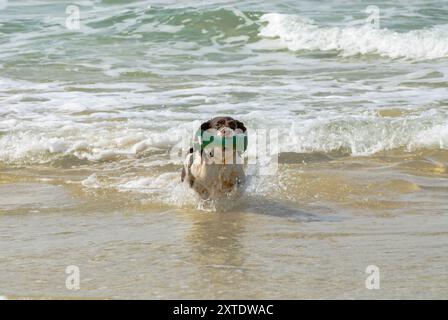 Ein fröhlicher springer Spaniel läuft durch die Brandung, springt und spielt in den Wellen am Shanndaigh Beach und genießt einen unterhaltsamen Sommertag. Stockfoto