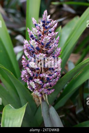 Aechmea smithiorum, Syn. Platyaechmea smithiorum und Aechmea lavandulacea, Bromeliaceae. Kleine Antillen, Karibik. Stockfoto