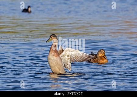 Stockenten / Wildenten (Anas platyrhynchos), die im Sommer beim Schwimmen im Teich flattern Stockfoto