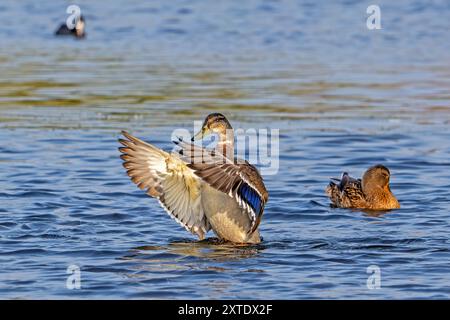 Stockenten / Wildenten (Anas platyrhynchos), die im Sommer beim Schwimmen im Teich flattern Stockfoto