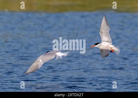 Zwei Seeschwalben (Sterna hirundo) im Sommer im Zuchtgefieder, die im Flug unter- und Oberseiten der Flügel zeigen Stockfoto