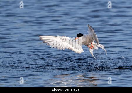 Seeschwalbe (Sterna hirundo) im Zuchtgefieder im Flug nach dem Start vom Wasser entlang der Nordseeküste im Sommer Stockfoto