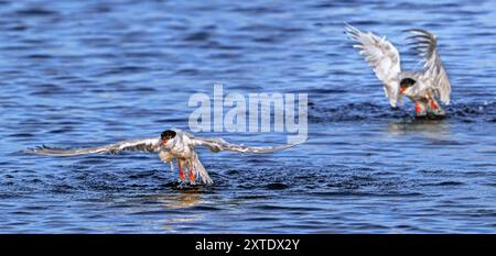 Seeschwalbe (Sterna hirundo) im Zuchtgefieder im Flug nach dem Start vom Wasser entlang der Nordseeküste im Sommer Stockfoto