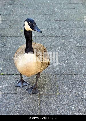 Eine Kanadas-Gans wackelt furchtlos durch die Stadt und hält oft an, um zu grasen oder zu schmelzen. Ein faszinierender Einblick in die urbane Natur. Stockfoto