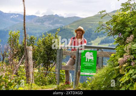 Hinweisschild, dass Kühe ihre Kälber schützen sollten und Wanderer sich entsprechend verhalten sollten. Erber Bärgweg, Davos, Graubünden, Schweiz Stockfoto