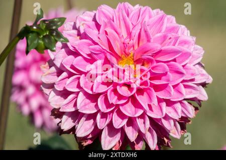 Pinkfarbene Dahlia „Jowey Frambo“ Dahlia Pompon Blume Stockfoto