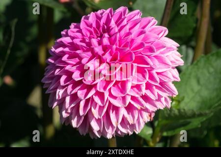 Dahlia „Jowey Frambo“ Dahlienblüten-Pompon rosa Stockfoto