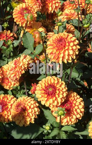 Dahlia „American Sunset“ Stockfoto