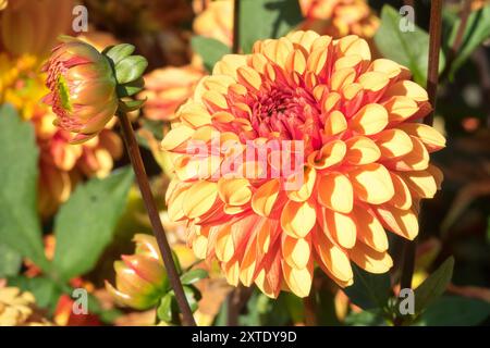 Dahlia „American Sunset“ Orange Blume Dahlia Stockfoto