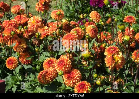 Dahlia 'American Sunset' Dahlia blüht im Bett Dahlien Stockfoto