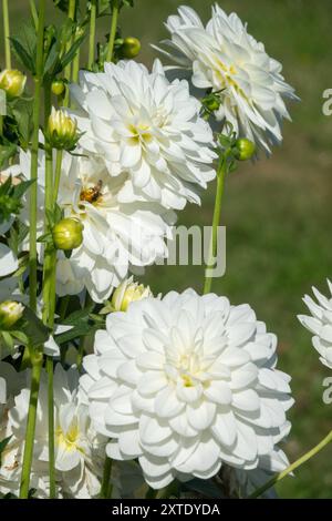 Weiße „Dahlia Sibirien“ Dahlien blumen Dahlien Stockfoto