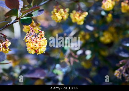 Gelbe Blüten in Blüte. Berberis vulgaris oder gemeine Berberitze europäisch oder einfach Berberitze Sträucher der Gattung Berberis aus der Alten Welt. Selektiver Fokus Stockfoto