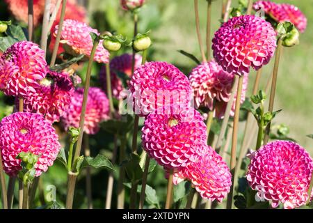 Dahlia 'Burlesca' Pompon Dahlien blüht in Blumenbeeten Dahlien Stockfoto