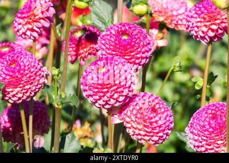 Dahlia 'Burlesca' Pompon Dahlien blüht im Bett Purple Pompon Kugelköpfe Stockfoto