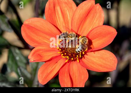 Dahlia 'Bischof von Oxford' Honigbienen in Blume Stockfoto