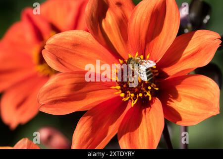 Dahlia 'Bischof von Oxford' Orange Blume und Honigbiene, Insekt Stockfoto