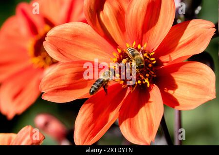 Dahlia 'Bischof von Oxford' Honigbiene fliegende Blume Stockfoto