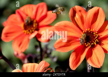 Orange Dahlia 'Bischof von Oxford' Dahlienblume und fliegende Honigbiene Stockfoto