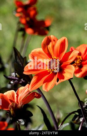 Dahlia 'Bischof von Oxford' blüht im Garten Stockfoto