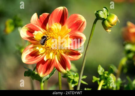 Dahlia „Puuh“ Dahlia Flower Bud Stockfoto