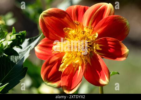 Dahlia 'Puuh' Collarette Form Bicolor - Swan Island Dahlias Stockfoto