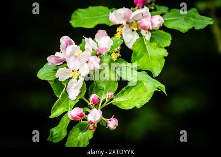 Ein Ast eines Apfelbaums zeigt zarte rosa und weiße Blüten neben leuchtend grünen Blättern in einem üppigen Garten. Stockfoto