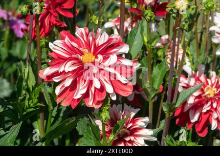 Dahlien-Fang-Feuer-Blume im Garten Stockfoto