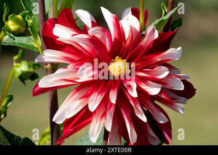 Dahlia 'Fang Feuer' Dahlienblume Rot weiß Stockfoto