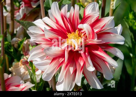 Dahlia „Fang Feuer“ Blume Dahlia Stockfoto