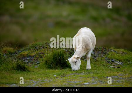 Ein einziges Lamm weidet auf Gras in einem lebhaften grünen Feld, umgeben von natürlichem Gelände und Hügeln. Stockfoto