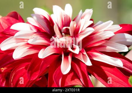 Dahlia „Fang Feuer“ Stockfoto