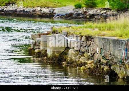 Ein grauer Reiher, der in der Nähe eines Steinpiers fliegt und üppiges Grün im Hintergrund. Kristiansund, Norwegen Stockfoto