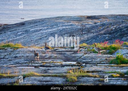 Eine Gruppe Graugänse auf felsigem Gelände in der Nähe eines ruhigen Gewässers. Kristiansund, Norwegen Stockfoto